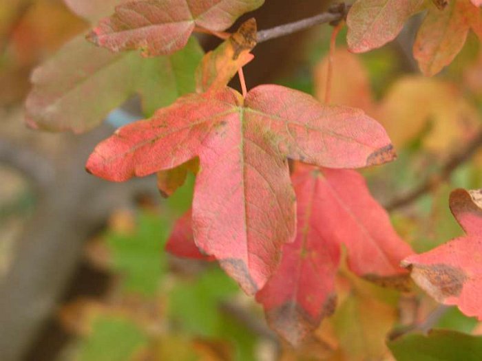 Acer monspessulanum (4)
